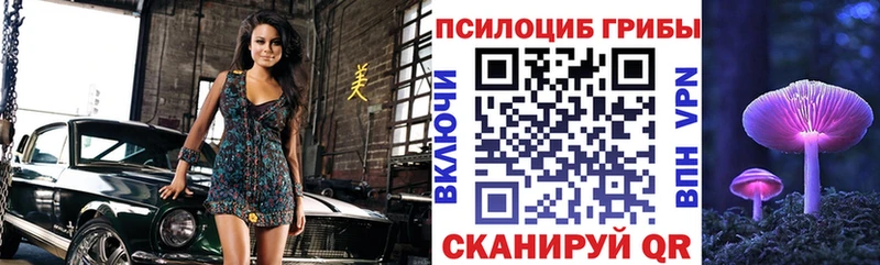 купить   Тимашёвск  Галлюциногенные грибы Psilocybe 